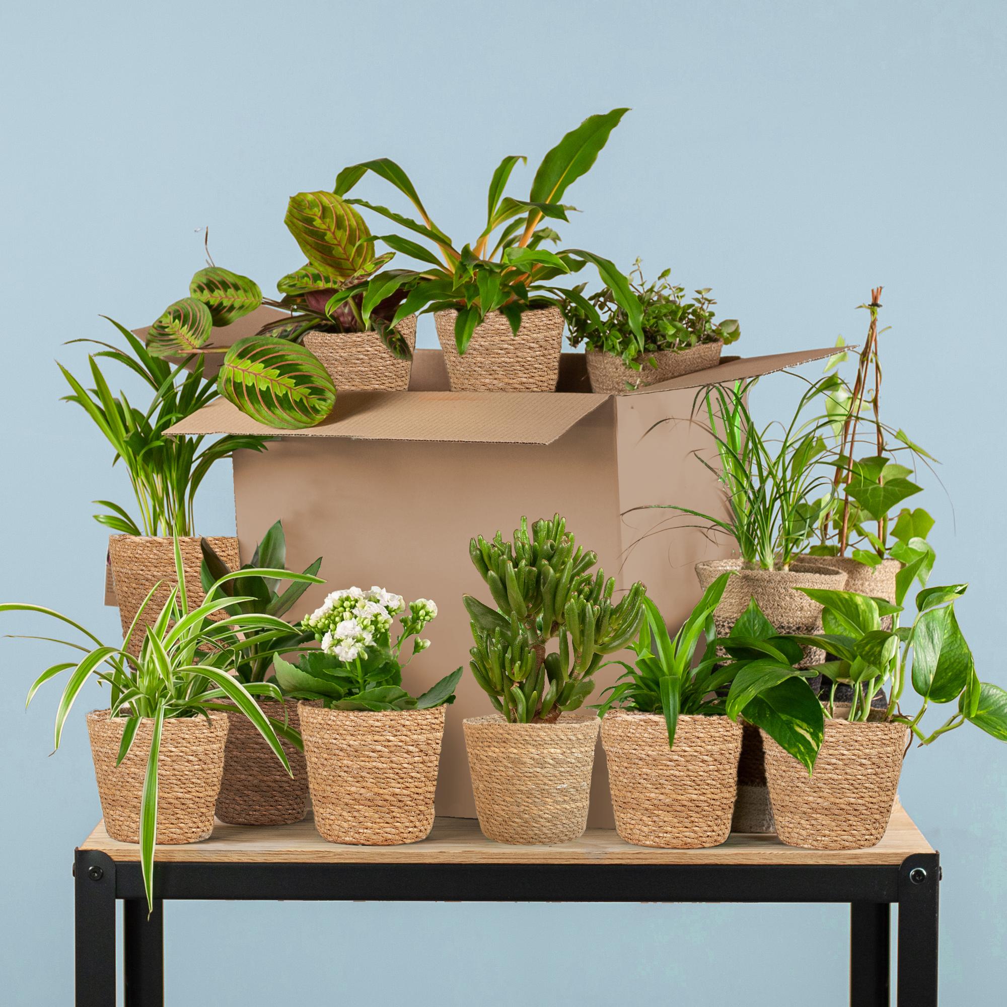 Green Misfitbox (12 pieces) - incl. 12 x basket Sofia with various green plants in woven pots on a table against a light blue background.