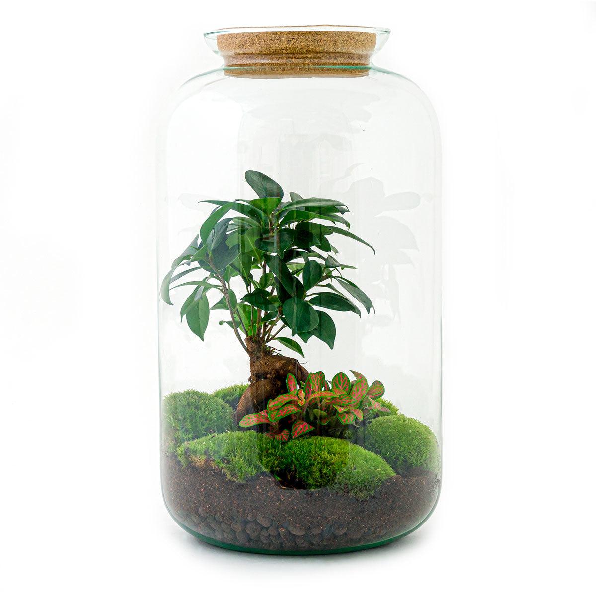 DIY terrarium - Sven Bonsai - ↕ 43 cm - Normal with green plants, moss, and soil in a glass container.