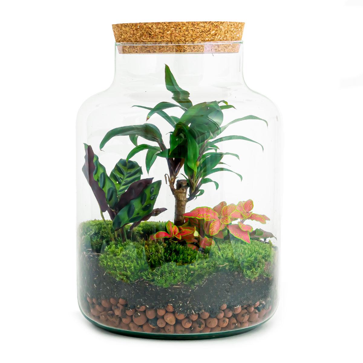 DIY terrarium - Milky Palm - ↕ 30 cm in a glass jar, featuring colorful plants and moss, with a cork lid.