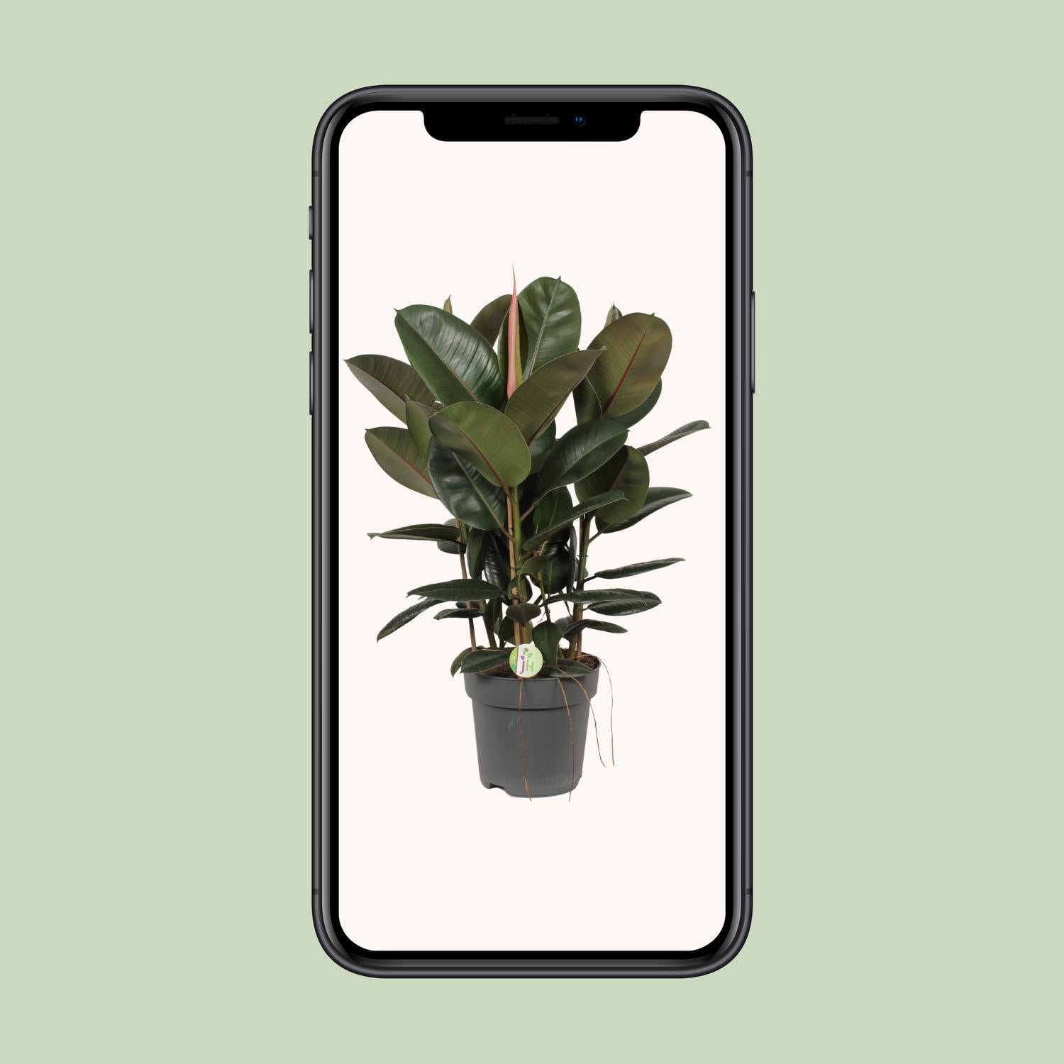 Ficus Robusta - Ø27cm - ↕90cm in zwarte plantenpot met grote groene bladeren, gefotografeerd op een lichte achtergrond.