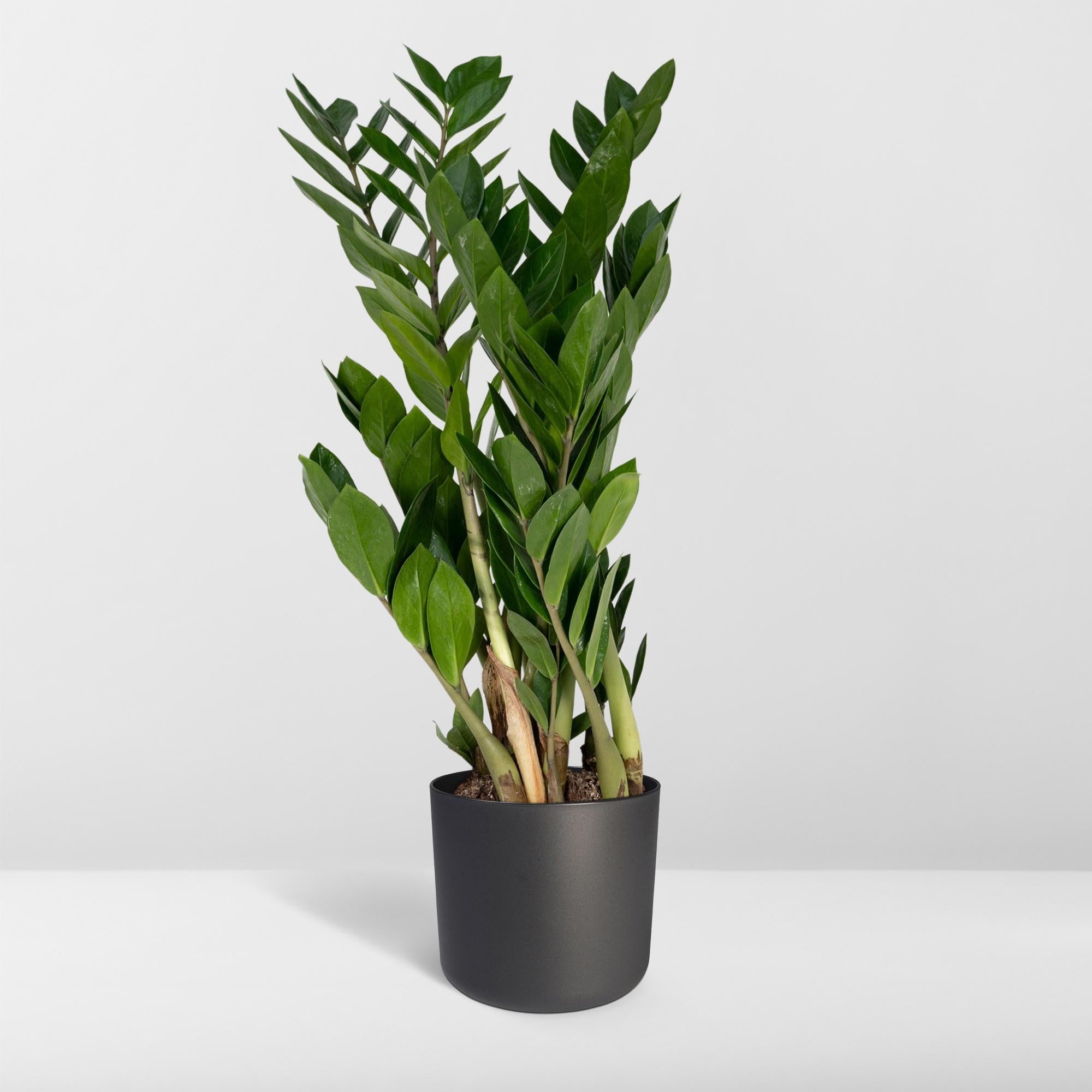 Zamioculcas Zamiifolia - Ø17cm - ↕70cm in een zwarte plantenpot, groene bladeren, op een witte achtergrond.