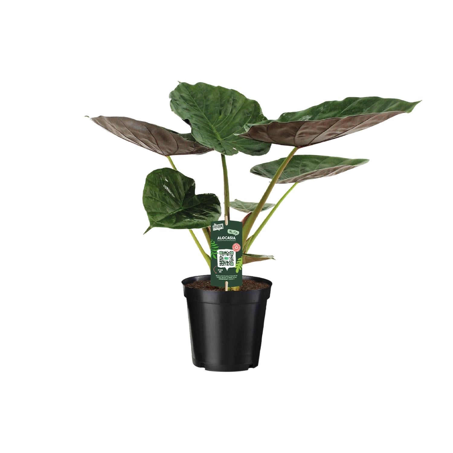 Alocasia Wentii - Elephant ear - Ø19cm - ↕70cm, groene kamerplant in zwarte plantenpot, met grote bladeren.