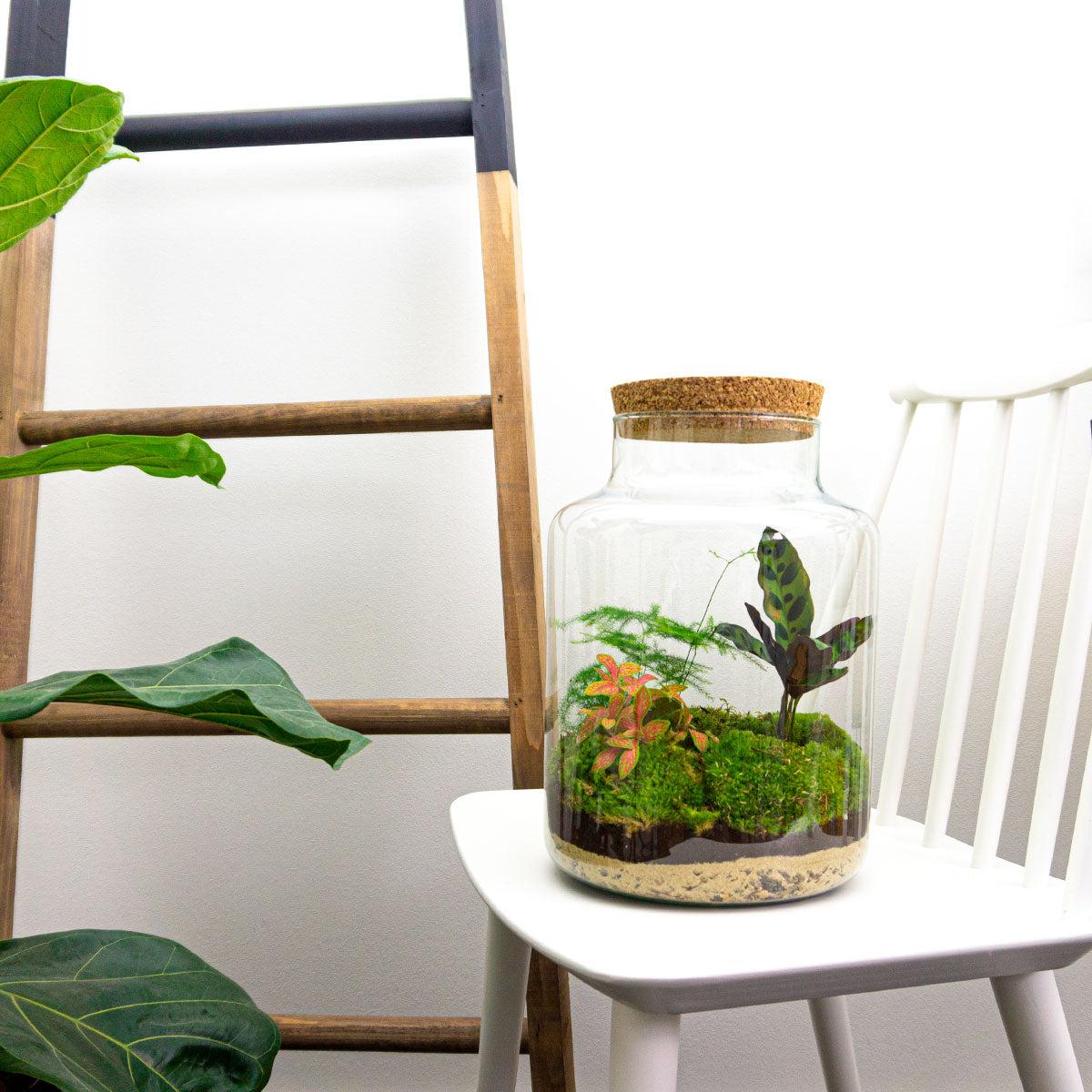 DIY terrarium - Milky - ↕ 30 cm - Normal met groene planten, mos en zand in een glazen pot op een witte stoel.