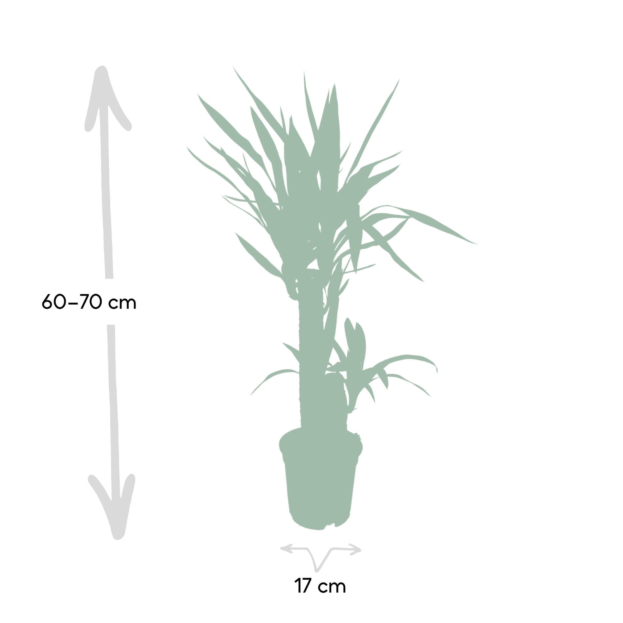 Yucca Elephantipes - Ø17cm - ↕85cm, groene kamerplant in pot, hoogte 60-70cm, geschikt voor terrarium.
