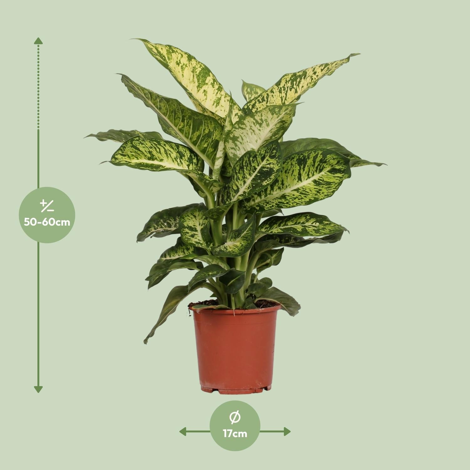 Dieffenbachia Mars - Ø17cm - ↕50cm in a terracotta pot, vibrant green leaves, indoor plant against a light green background.
