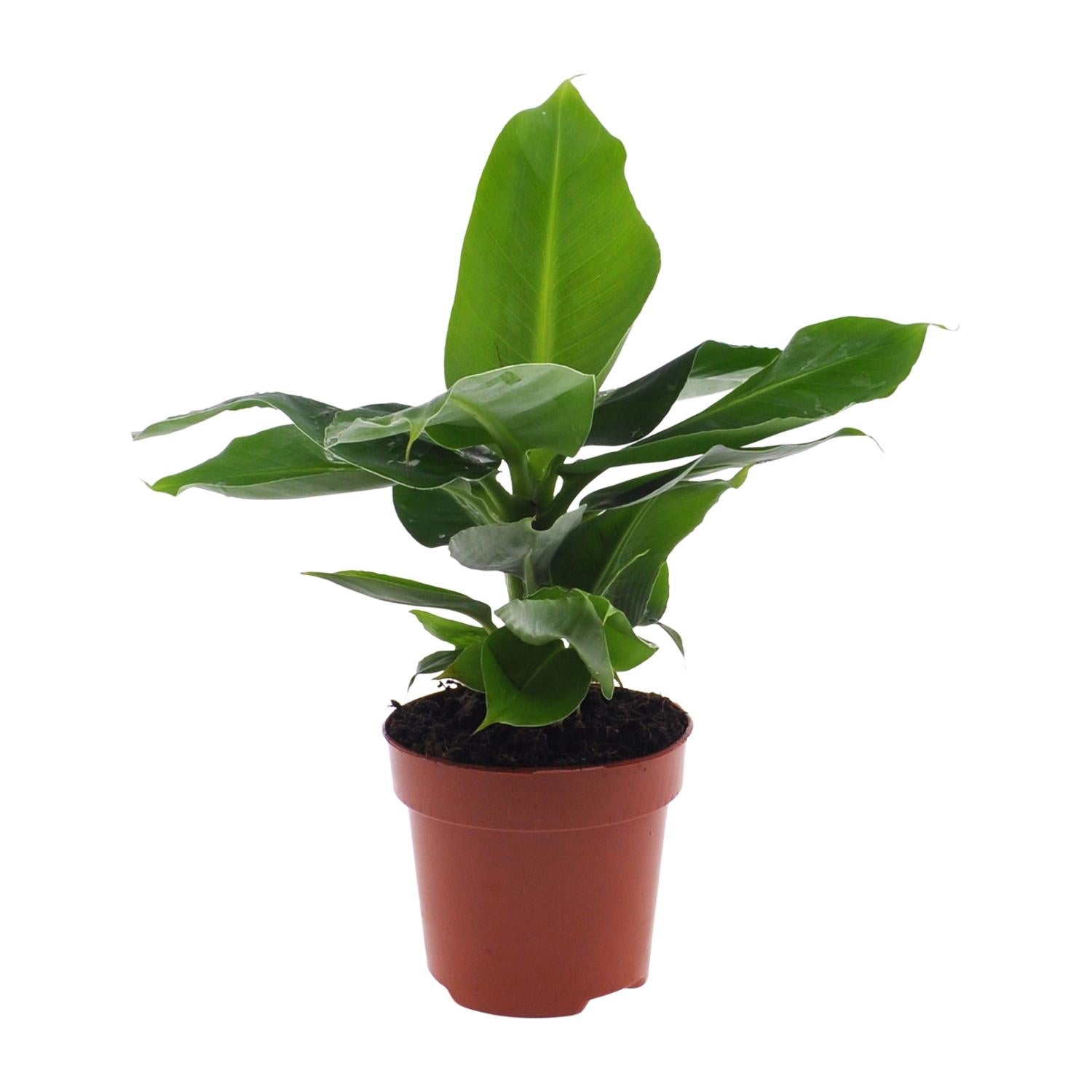 Musa Oriental Dwarf - Ø12cm - ↕25cm in a brown plastic plantenpot, indoor setting with lush green leaves.