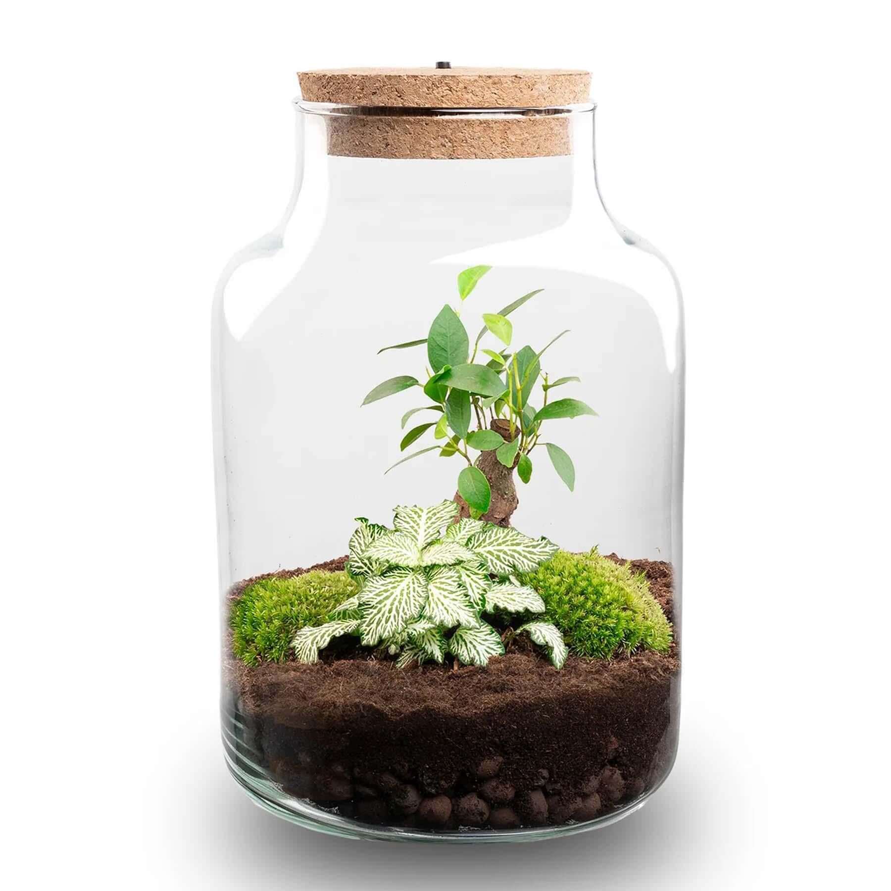 Planten terrarium - Little Milky + Led lamp ↑ 25 cm met groene planten en mos in glazen pot met kurk, Ø 17 cm.