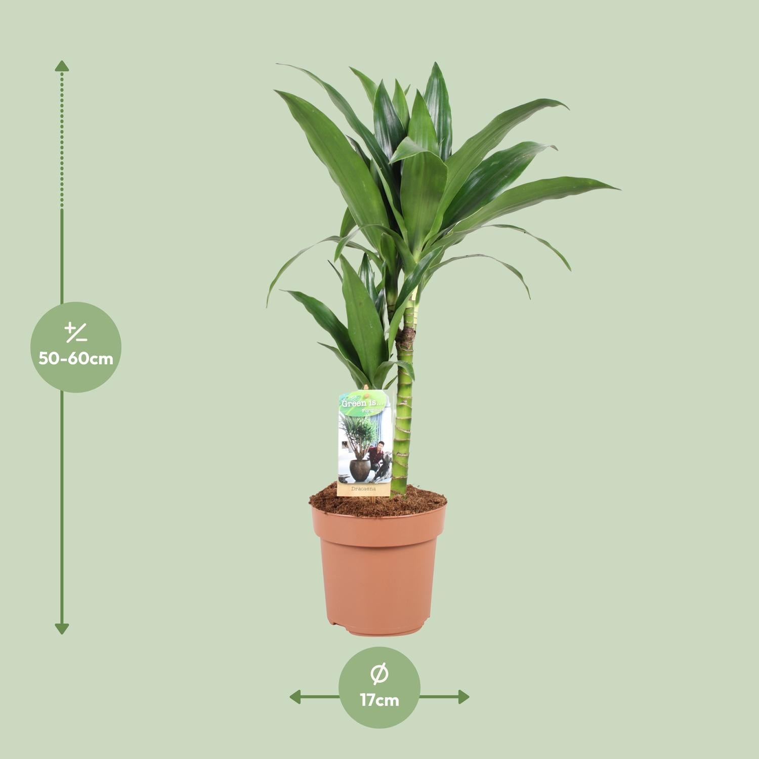 Dracaena Janet Craig 30-15 - Ø17cm - ↕60cm, groene kamerplant in een bruine plantenpot met maatstreepjes op een groene achtergrond.