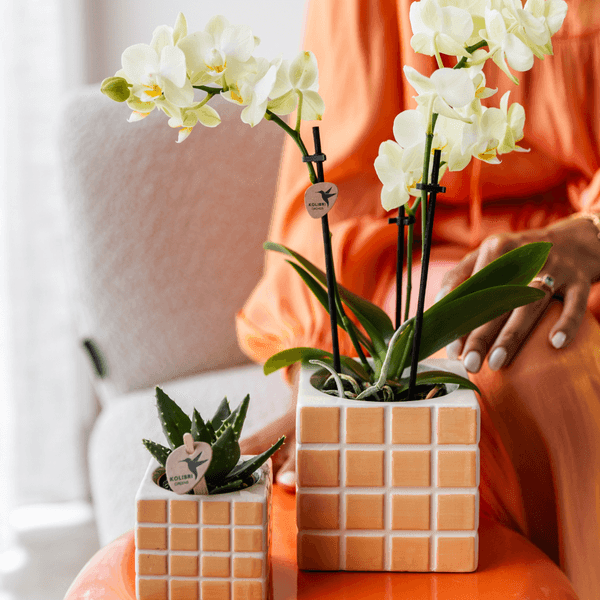 Gele Phalaenopsis – Bloeiende Orchidee met Ø9cm Sierpot
