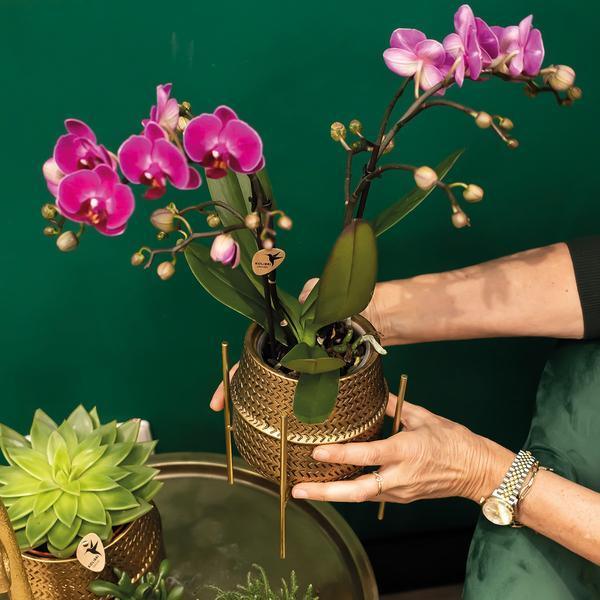 Paarse Phalaenopsis Orchidee – Bloeiende Plant met Gouden Pot