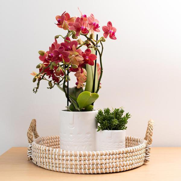 Rode Phalaenopsis Orchidee – Onderhoudsvriendelijke Kamerplant