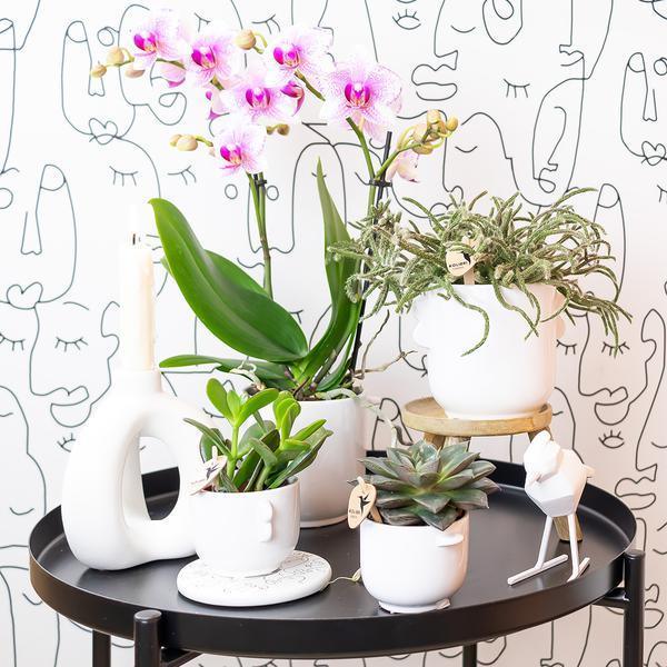 Roze Phalaenopsis Orchidee - Onderhoudsvriendelijke Bloemenpracht