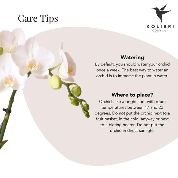 Witte Phalaenopsis Amabilis – Bloeiende Orchidee incl. Pot Ø9cm
