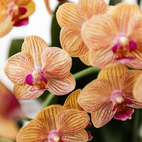 Oranje Phalaenopsis Orchidee – Bloeiende Plant met Sierpot