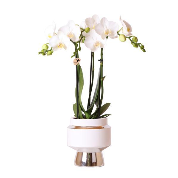 Witte Phalaenopsis Orchidee met Zilveren Sierpot – Eyecatcher, 40cm