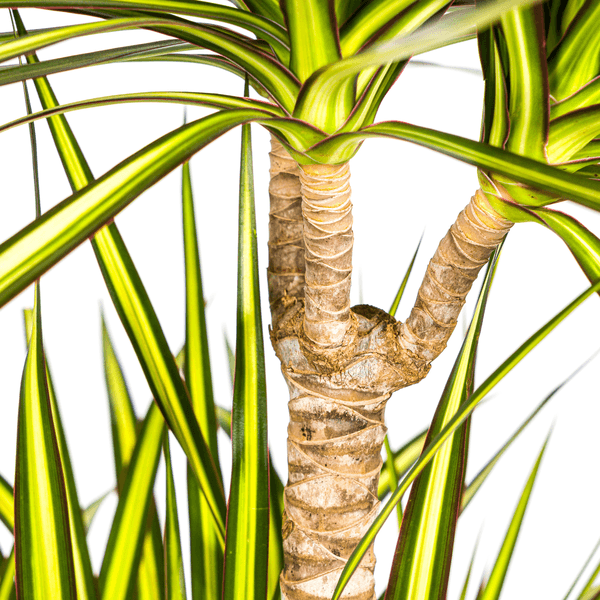 Dracaena Marginata Sunray Ø24cm - ↕140cm
