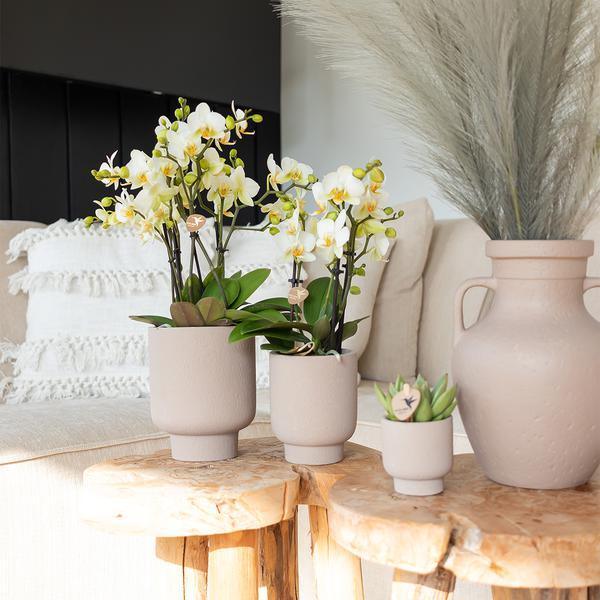 Echeveria Miranda – Onderhoudsvriendelijke Succulent