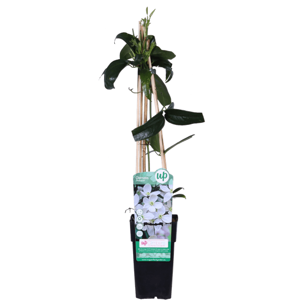 Clematis armandii - Groenblijvende Clematis Wit - Ø15cm - ↕65cm