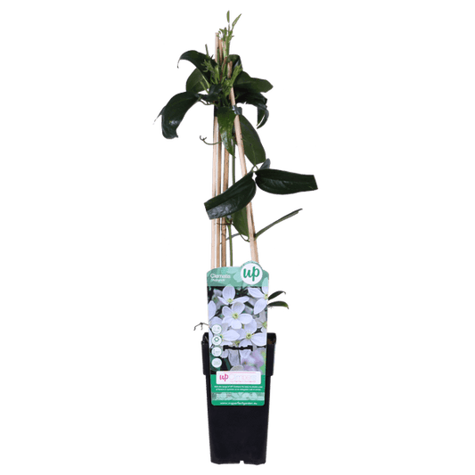 Clematis armandii - Groenblijvende Clematis Wit - Ø15cm - ↕65cm
