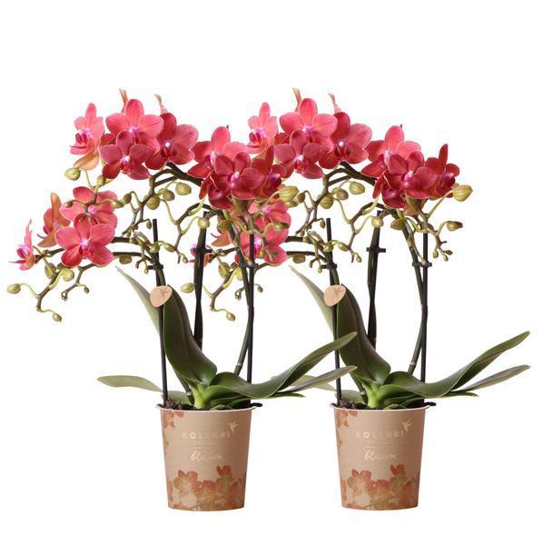 Rode Phalaenopsis Orchideeën Duo – Makkelijk in Onderhoud
