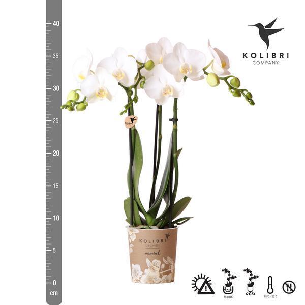 Witte Phalaenopsis Amabilis – Bloeiende Orchidee incl. Pot Ø9cm