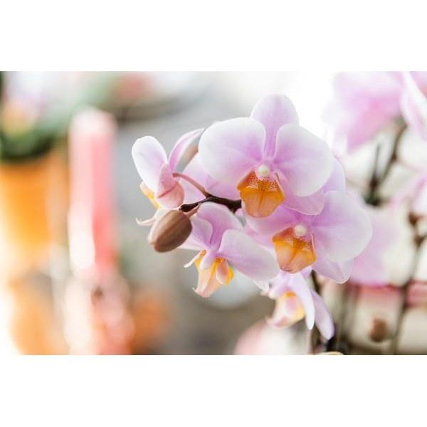 Roze Phalaenopsis Orchidee - Onderhoudsvriendelijke Bloem 9cm
