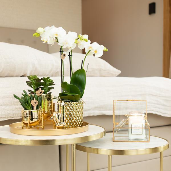 Witte Phalaenopsis Amabilis – Bloeiende Orchidee incl. Pot Ø9cm