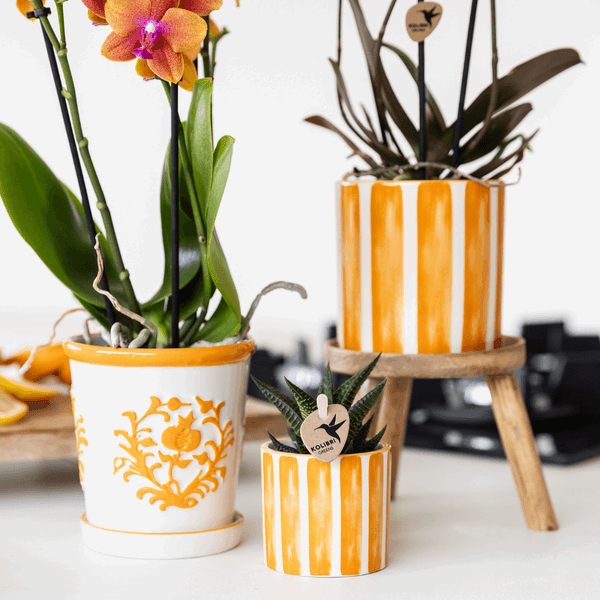 Oranje Phalaenopsis Orchidee – Bloeiende Plant met Sierpot