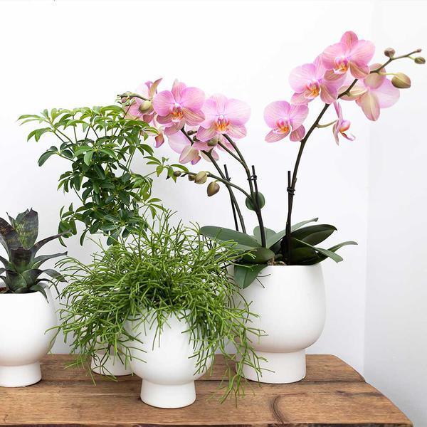 Roze Phalaenopsis Orchidee in Sierpot – Onderhoudsvriendelijk 40cm