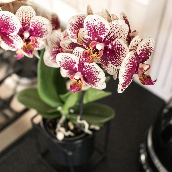 Geel Rode Phalaenopsis Orchidee – Uniek, Vers van Kweker