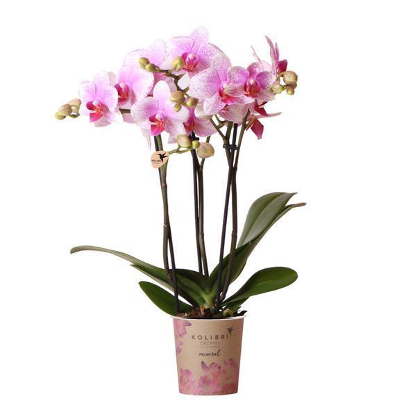 Roze Phalaenopsis Orchidee - Onderhoudsvriendelijke Bloemenpracht