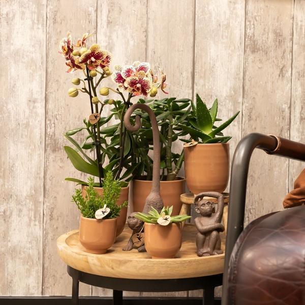 Phalaenopsis Orchidee Spain – Kleurrijk met Glanzende Sierpot