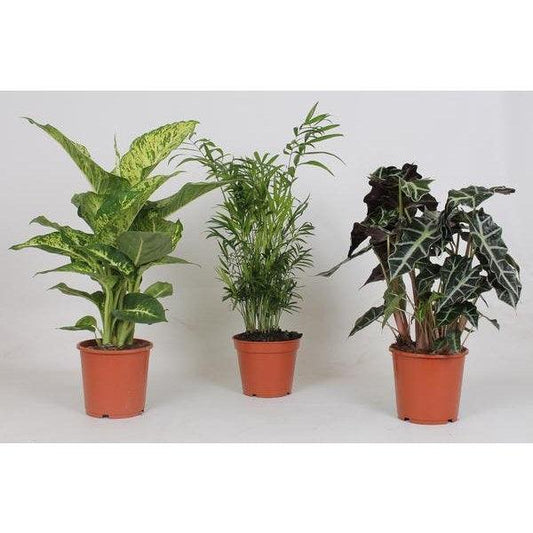 Binnenplanten Mix - 3 stuks - Ø17cm - ↕45-55cm - PlantJeWel