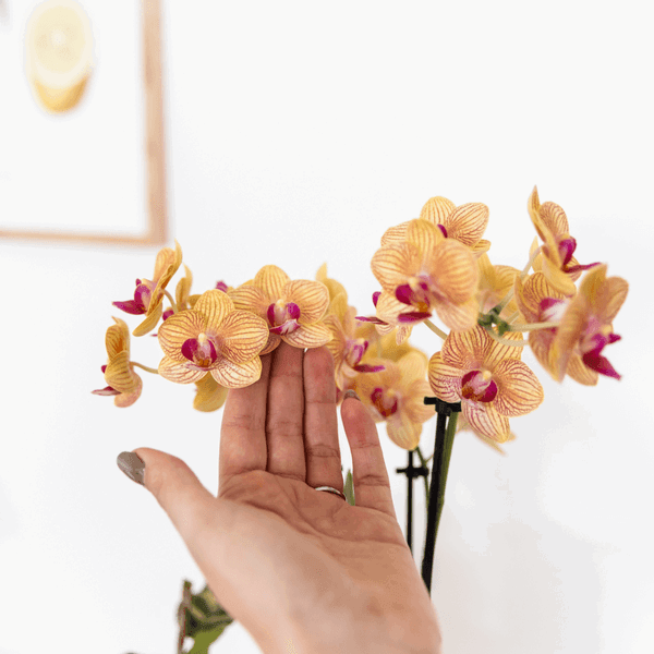 Oranje Phalaenopsis Orchidee – Bloeiende Plant met Sierpot