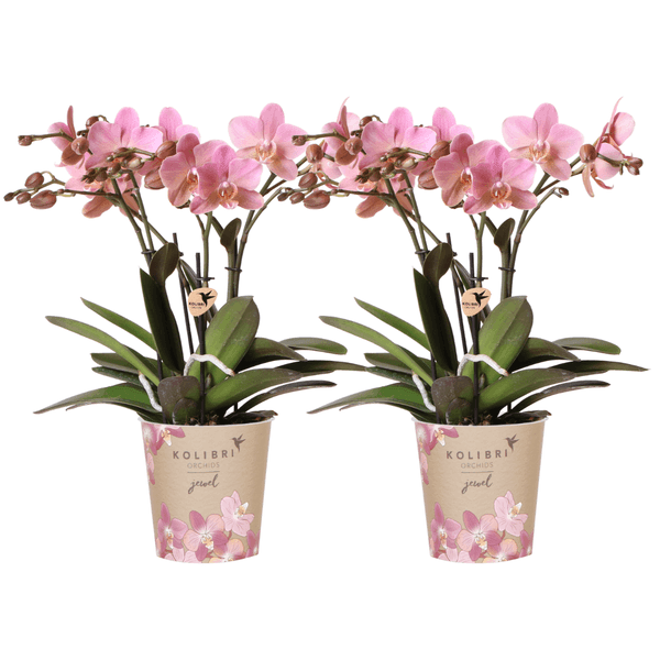 Oud Roze Phalaenopsis Orchidee - Unieke Bloem in Sierpot Ø12cm