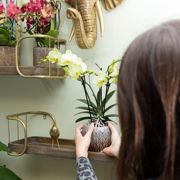 Gele Phalaenopsis – Bloeiende Orchidee met Ø9cm Sierpot