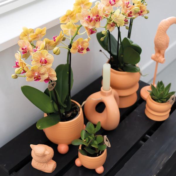 Oranje Phalaenopsis Orchidee – Tropische Bloei met Sierpot