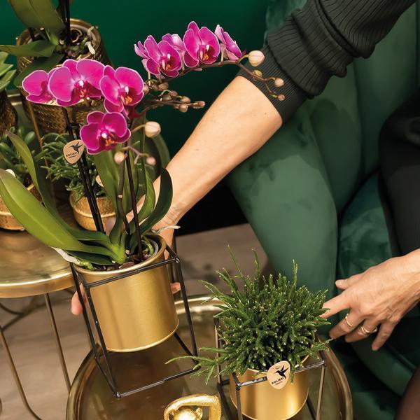 Kolibri Orchids – Diverse Orchideeënbox, 4 Variaties, Voordeelprijs
