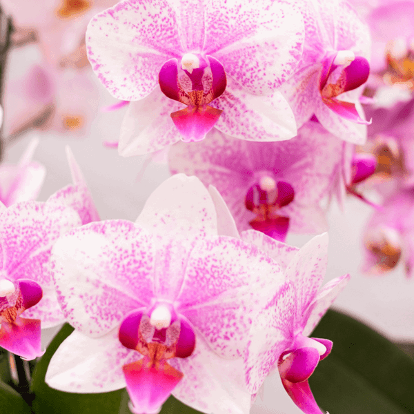 Roze Phalaenopsis Orchidee - Onderhoudsvriendelijke Bloemenpracht