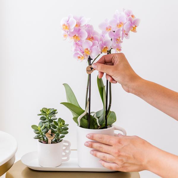 Kolibri Orchids – Diverse Orchideeënbox, 4 Variaties, Voordeelprijs