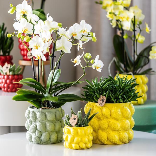 Phalaenopsis Orchidee Geel – Onderhoudsvriendelijk met Sierpot
