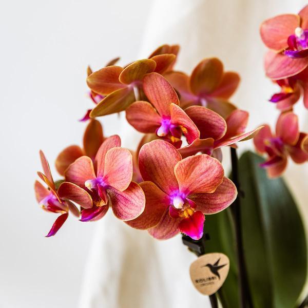 Oranje Orchidee & Sierpot Combo