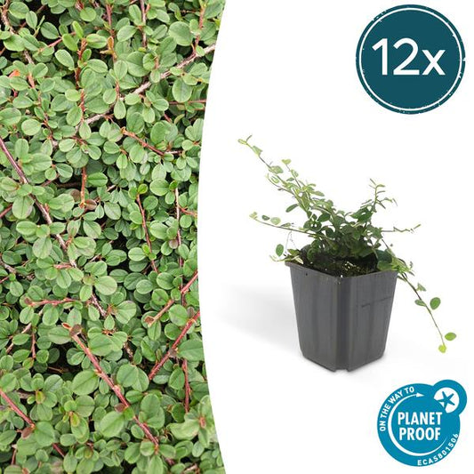 12x Cotoneaster pr. 'Queen of Carpets' - ↕10-25cm - Ø9cm