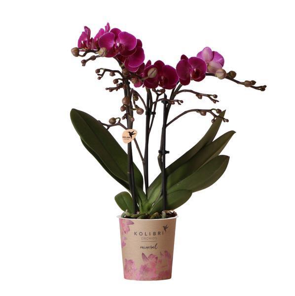 Paarse Phalaenopsis Orchidee Morelia – Bloeiende Plant Ø9cm