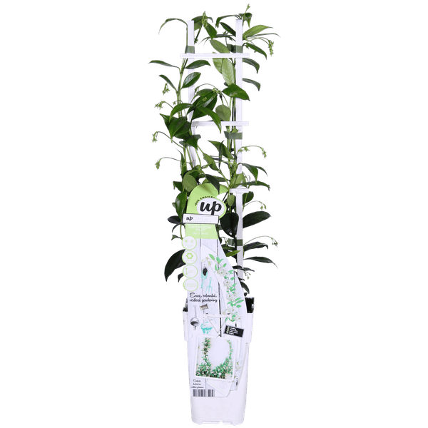 2x - Trachelospermum 'Star of Venice' - ↨65cm - Ø15