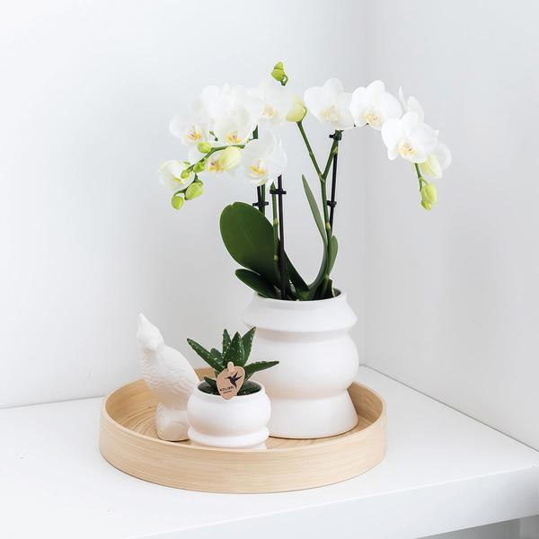 Kolibri Orchids – 4 Eenvormige Orchideeën, Vers Van De Kweker