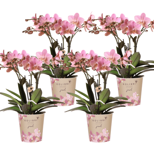 Treviso Orchideeën - Bloeiende Kamerplant met Sierpot Ø12cm