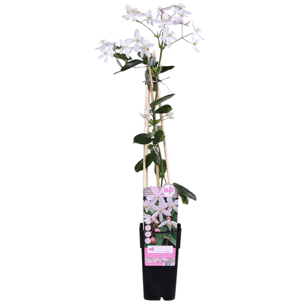 Clematis armandii Apple Blossom - Groenblijvende Clematis Lichtroze - Ø15cm - ↕65cm