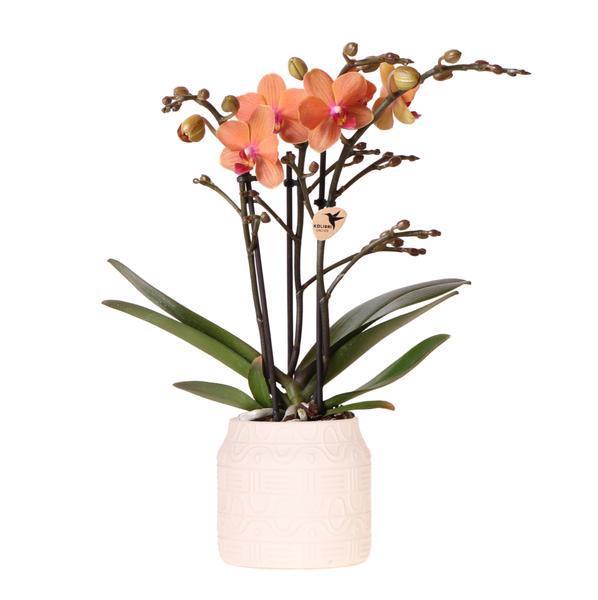 Oranje Bolzano Orchidee – Bloeiende Plant met Hieroglyph Pot