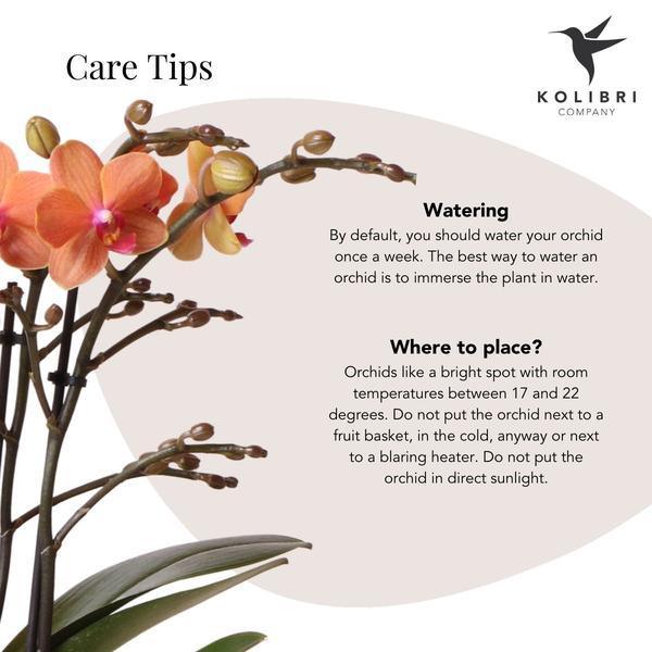 Oranje Phalaenopsis Orchidee – Bloeiende Plant met Jaguar Pot